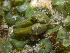 Oxynoe viridis