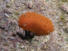 Rostanga arbutus