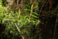 Pittosporum viscidum