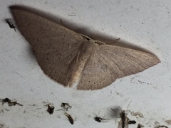 Cyclophora obstataria