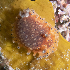Dendrodoris guttata
