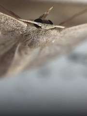 Cyclophora obstataria