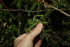 Pittosporum viscidum