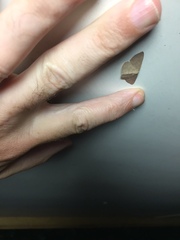 Cyclophora obstataria