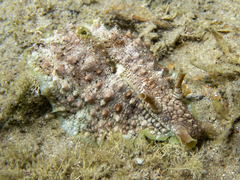 Dolabrifera brazieri