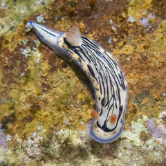 Hypselodoris maritima