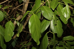 Psydrax lamprophylla