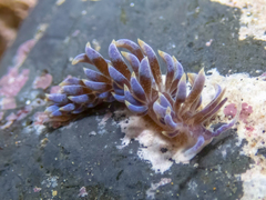 Phyllodesmium macphersonae