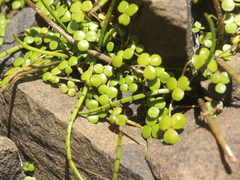 Hydrocotyle hydrophila