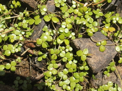 Hydrocotyle hydrophila