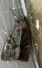 Neumichtis nigerrima