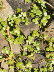 Hydrocotyle hydrophila
