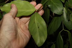 Psydrax lamprophylla