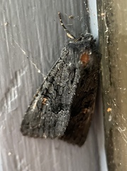 Neumichtis nigerrima