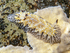 Halgerda albocristata