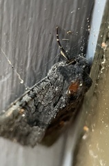 Neumichtis nigerrima