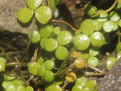 Hydrocotyle hydrophila