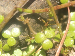Hydrocotyle hydrophila