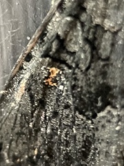 Neumichtis nigerrima