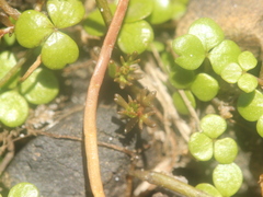 Hydrocotyle hydrophila