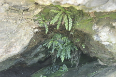 Blechnum blechnoides