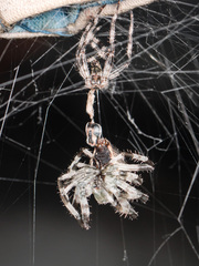 Araneus tartaricus