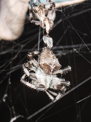Araneus tartaricus