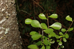 Planchonella cotinifolia