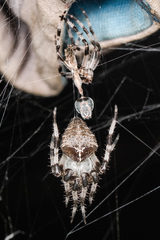 Araneus tartaricus