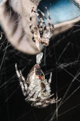 Araneus tartaricus