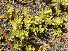 Centipeda aotearoana