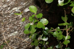 Planchonella cotinifolia