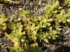 Centipeda aotearoana