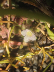 Glossostigma elatinoides