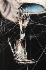 Araneus tartaricus