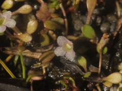 Glossostigma elatinoides
