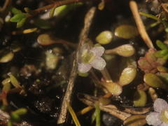 Glossostigma elatinoides