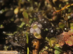 Glossostigma elatinoides