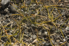 Zoysia minima