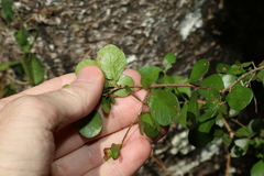 Planchonella cotinifolia