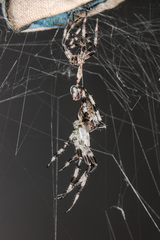 Araneus tartaricus