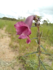 Pedaliaceae