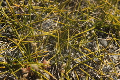 Zoysia minima