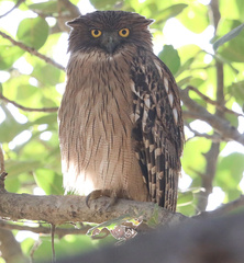 Ketupa zeylonensis