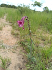 Pedaliaceae