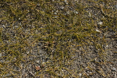 Zoysia minima