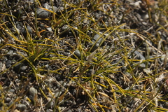 Zoysia minima