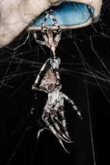 Araneus tartaricus