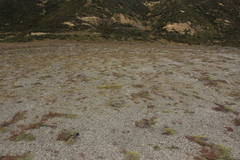 Zoysia minima