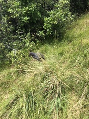 Porphyrio hochstetteri